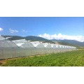 Agriculture Multi-Span Plastic Film Greenhouses