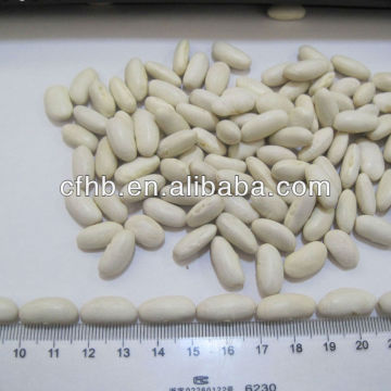 White kidney beans medium type