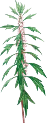 natural Motherwort hydrosol