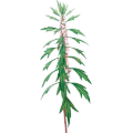 هیدروسول طبیعی Motherwort