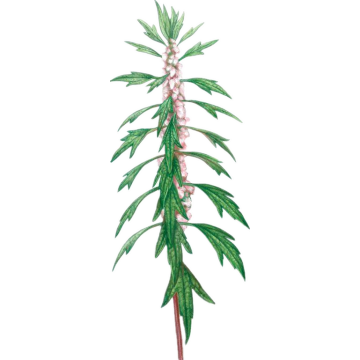 ไฮโดรซอล Motherwort ธรรมชาติ