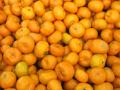 Mandarina del bebé del precio al por mayor con buena calidad