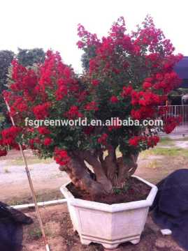 Lagerstroemia indica bonsai new varieties