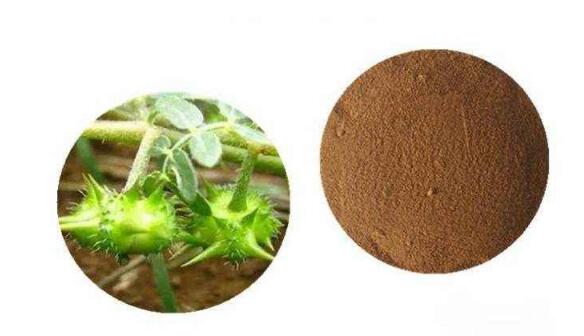 Wholesale Tribulus Terrestris Extract