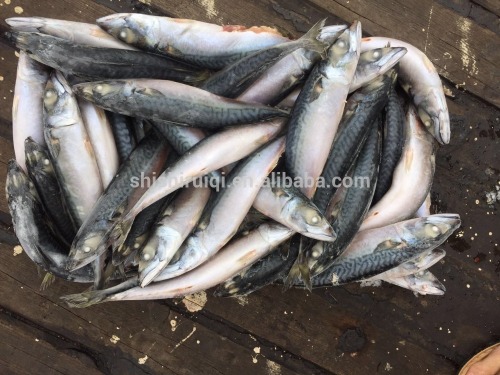 2016 new pacific mackerel seafrozen 200-300g