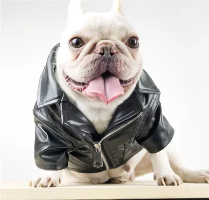 small pet french bulldog fur coat luxury fashions