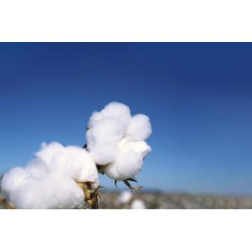 100% Organic Cotton Spunlace Nonwoven Fabric