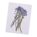 10x Pressed Flowers Forget-me-not Organic Dried Flower DIY Floral Art Crafts