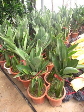 Strelitzia reginae indoor hotel gardening plants