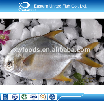 new arrival frozen golden pompano pomfret