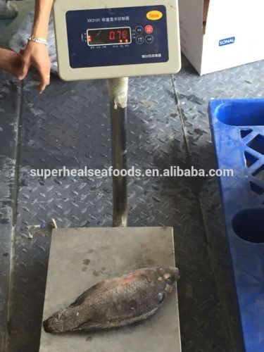 Frozen Tilapia Fish W/R 500-800g new landing