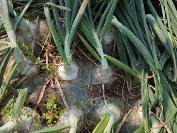 Organic Cultivated White Onion