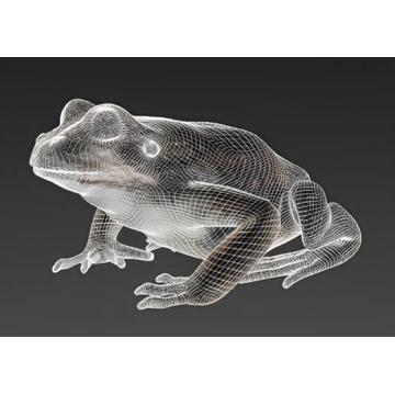 Frog anatomical model-1