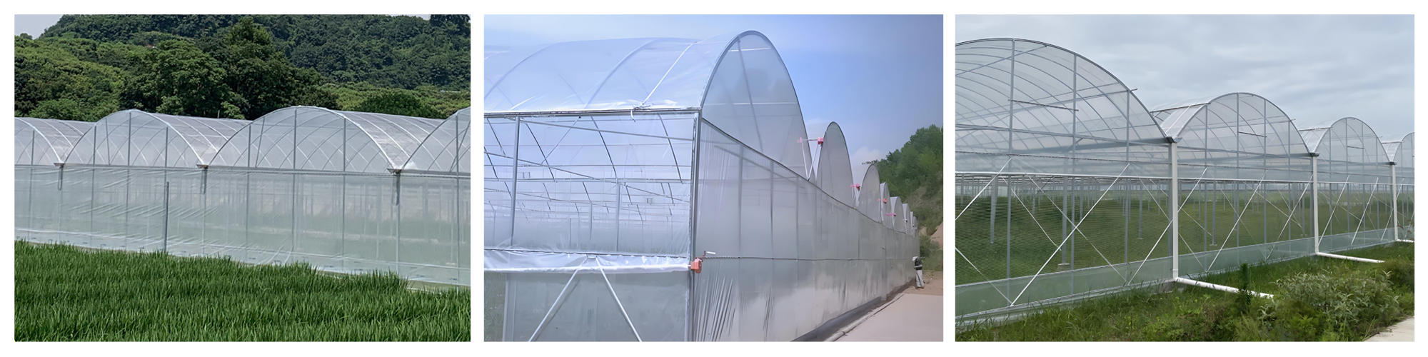 durable multi span greenhouse