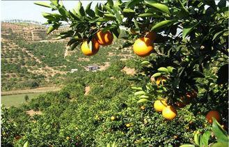 90mm Juicy Honey Sweet Fresh Navel Orange With Neat Appeara