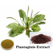 Buy online ingredients Semen Plantaginis Extract powder