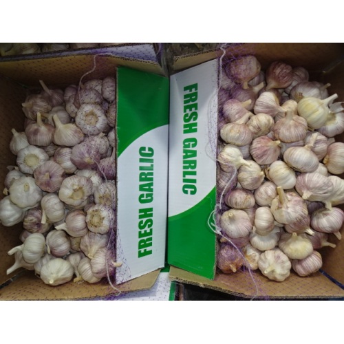 Export Crop 2020 Normaler weißer Knoblauch