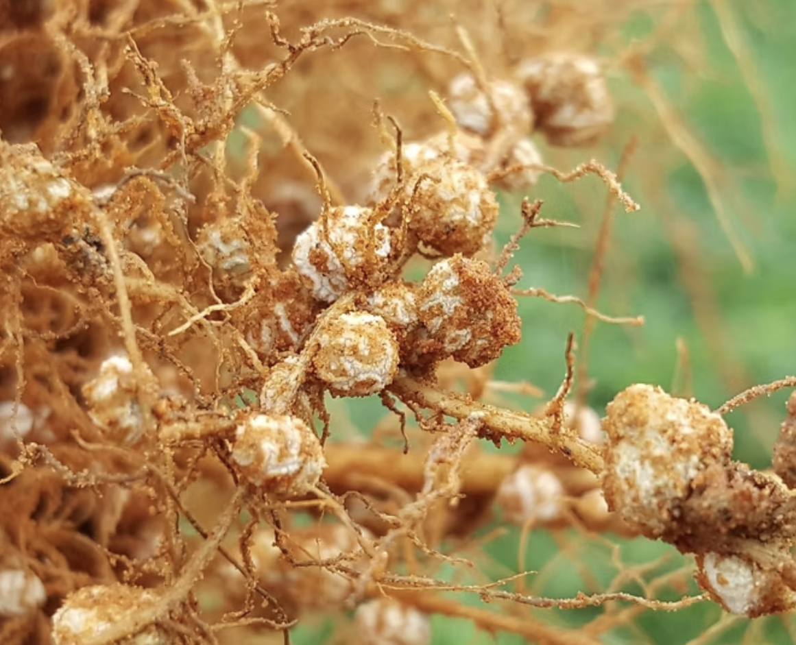 Azospirillum Brasilense for Agriculture