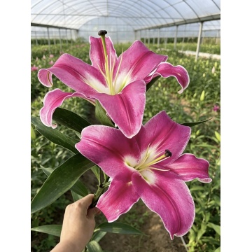 প্রফান্দো গোলাপী লিলি একক মাথা ফুল