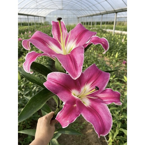 প্রফান্দো গোলাপী লিলি একক মাথা ফুল