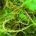 Chinese Dodder Seed Extract Powder
