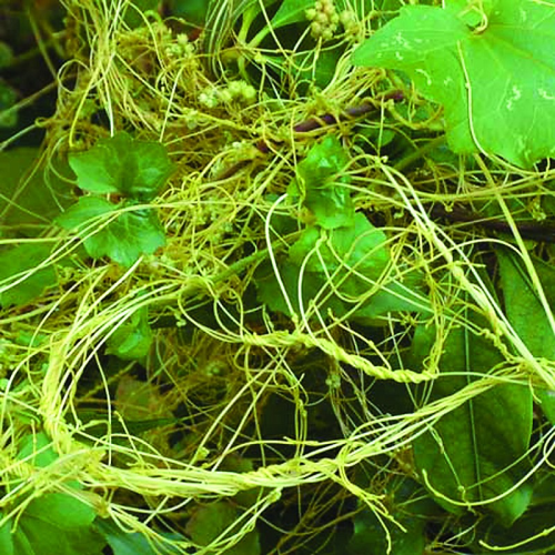 Chinese Dodder Seed Extract Powder