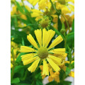 তেল পেইন্টিং ডেইজি স্প্রে chrysanthemum