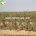 Buy Natural Fruit Anti Cancer Lycium Berries