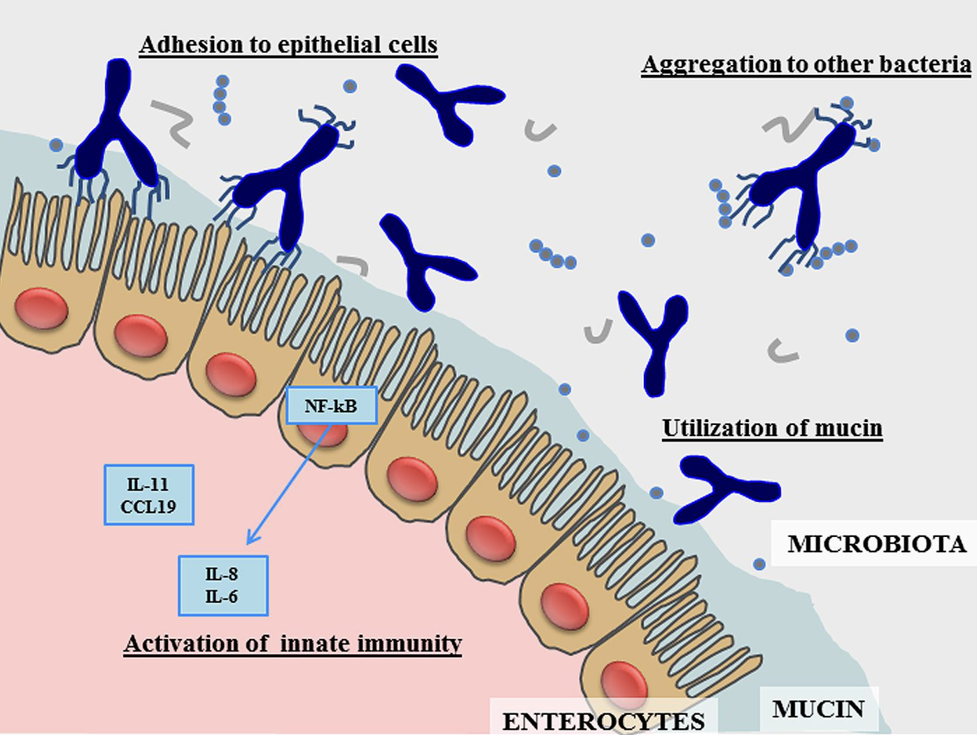 Food Grade Bifidobacterium Adolescentis