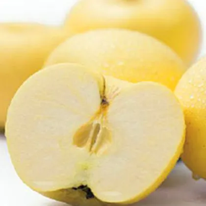 Golden Yellow Delicious Apple