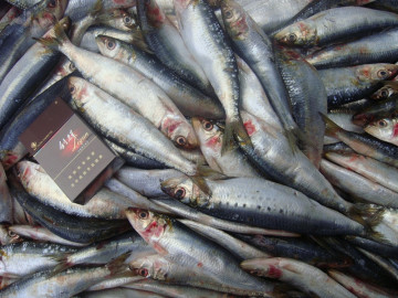 Pesce sardina di Pilchard surgelato 80/120