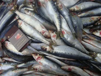 Frozen Pilchard Sardine Fish 80/120