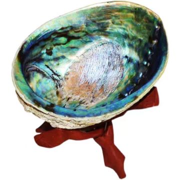 Factory Direct Sale: 5 Inch Natural New Zealand Abalone Shell Wholesales