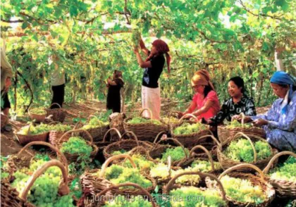 Grape juice production line