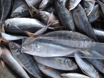 Frozen Horse Mackerel Fish Carapau Wr 15cm