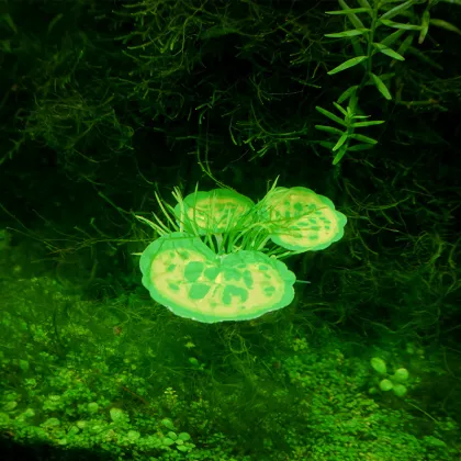 New Arrival Small Size Ornamental Aquatic Plants for Fish Tank Decoration