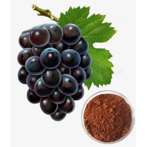 Sementes de uva Extrato CAS 84929-27-1