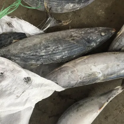seafrozen sarda sarda 1.5kg +