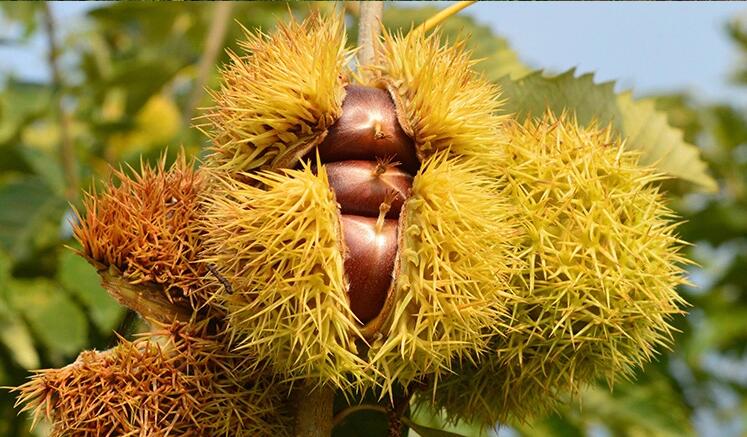 chestnut in tree