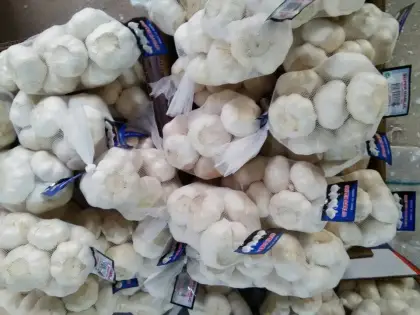 fresh garlic early June to September