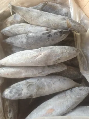 sea frozen bonito tuna