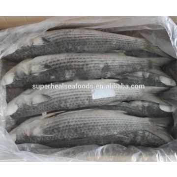 Frozen Seafood High Quality Fresh Grey Mullet