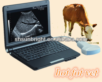 bovine ultrasound