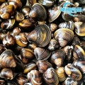 Vongole fresche senza sabbia e carne di vongole congelata lavorata
