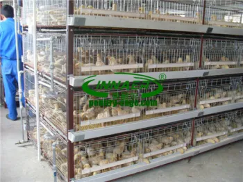 Baby Chicken Cage