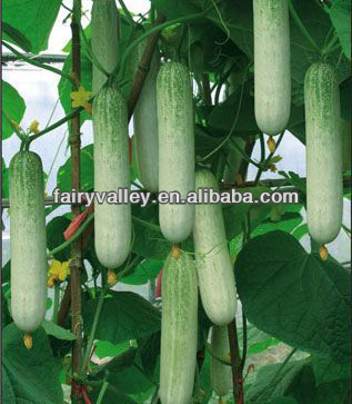 How To Grow Cucumbers From Seeds All Varieties