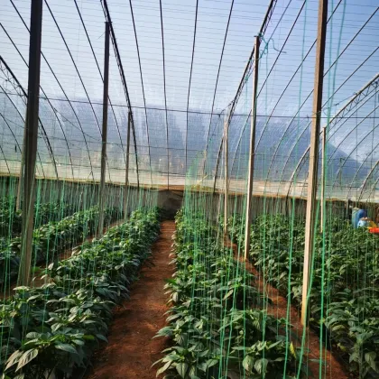 Greenhouse Plastic UV Agricultural Duratough Greenhouse Film