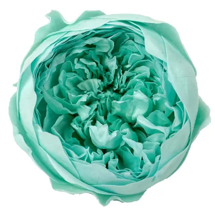 David Austin Roses Real Fresh Preserved Flower 8 Pcs Box