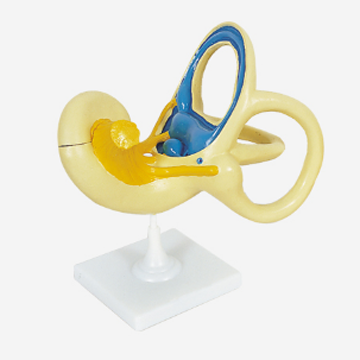 Human Inner Ear Model