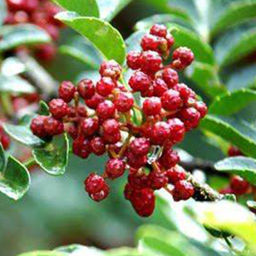 green sichuan pepper food